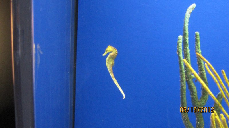 Another sea Horse