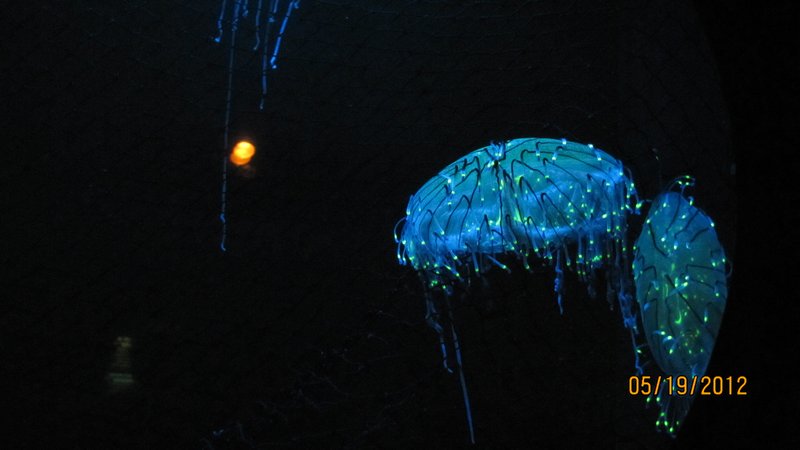 Jelly fish glows in the dark