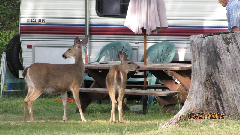 Deer in Camp