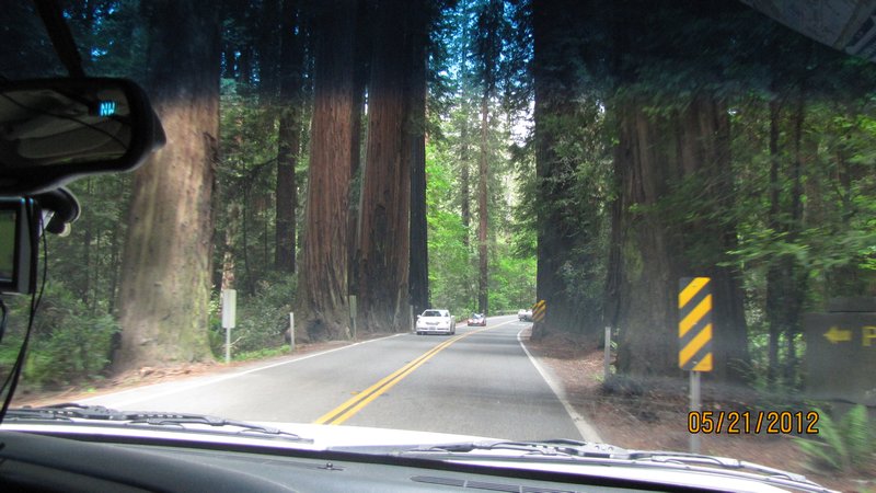 Redwood Forest along US101