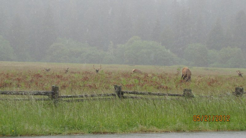 Elk in Prairie Creek SP