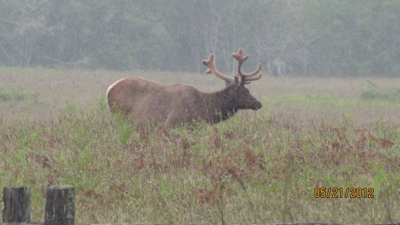 Elk in Prairie Creek SP