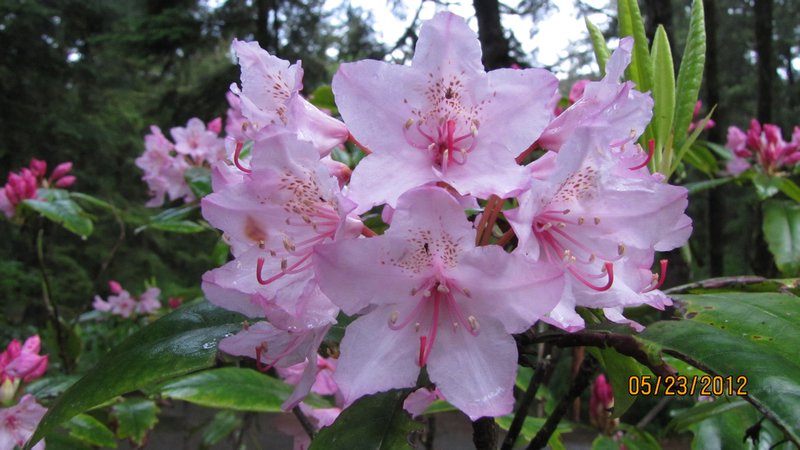 Rhododendron in Campground