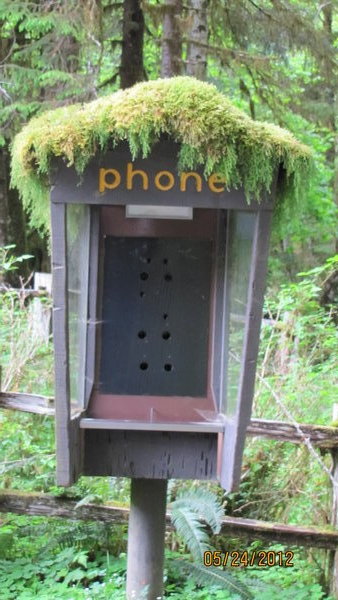 Phone Booth in Hoh Rain Forest