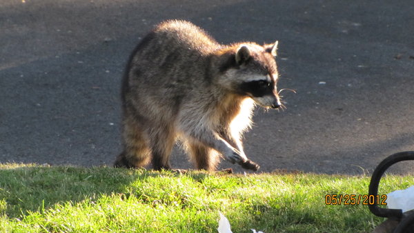 Raccoon at Salt Creek Rec Area