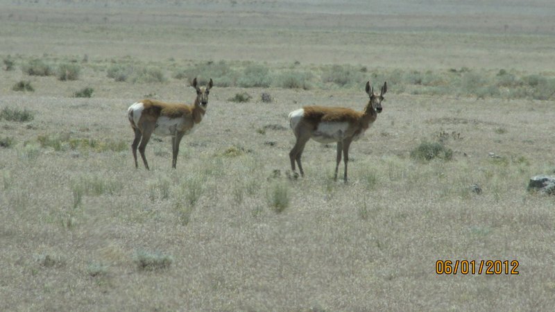 Prong Horn Antilope