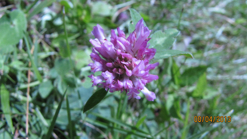 Purple Wild Flower