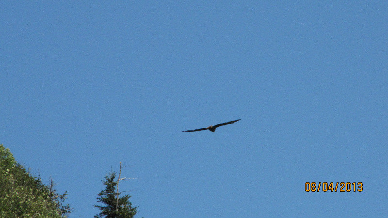 Canadian Bald Eagle
