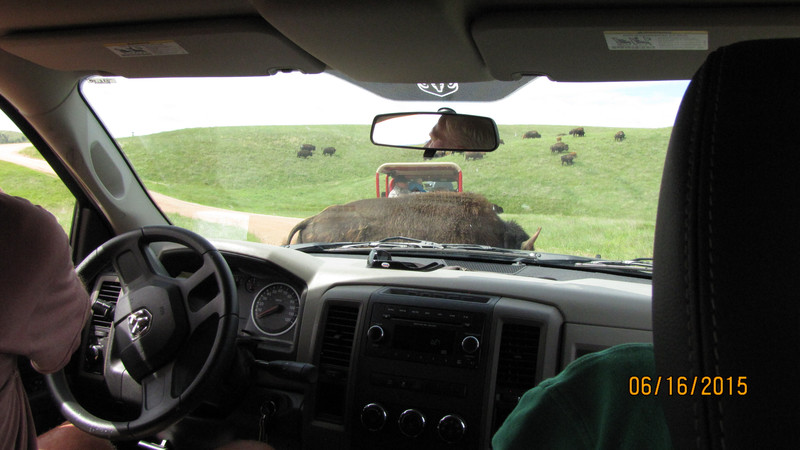 Close Encounter of the Bison Kind