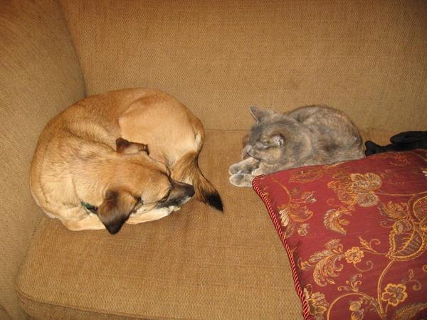 My Cat and Dog