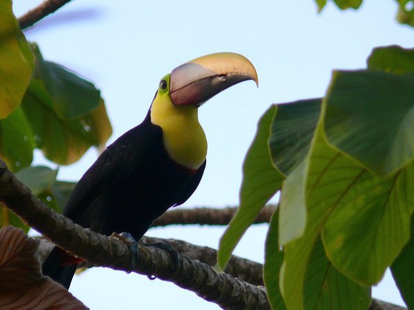 Chestnut-mandibiled toucan