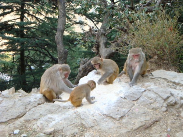 pesky monkeys