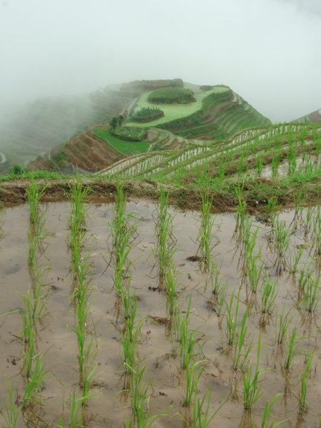 Rice Backbone Terraces