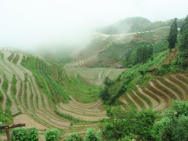 Rice Backbone Terraces