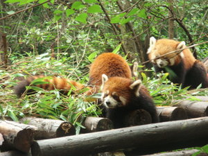 Panda breeding station Chengdu