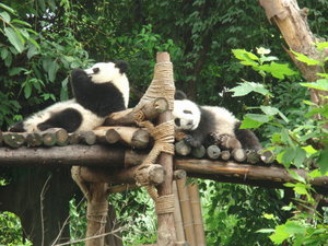 Panda breeding station Chengdu
