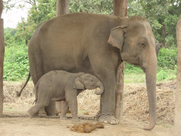 Elephant Sanctuary Chitwan