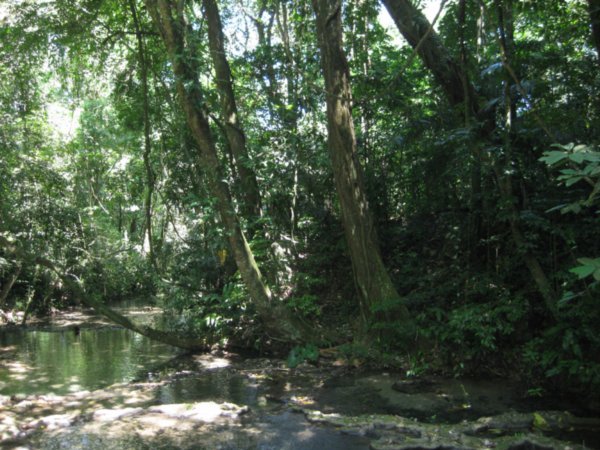 Jungle trail to Palenque