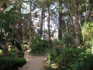 Rain forest at Na-Bolom