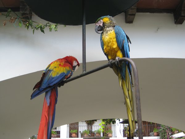 More parrots.