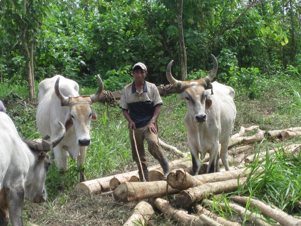 Logging with oxen.