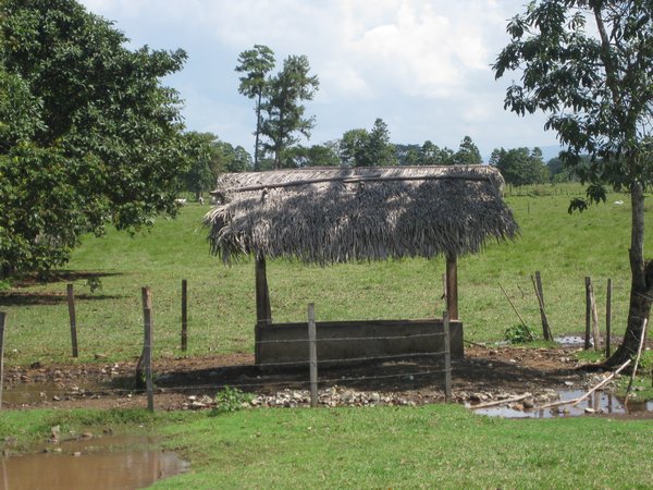 Thatch covered stock trough.