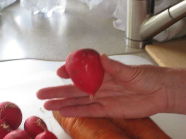 Rabano (radish) as large as a small beet.
