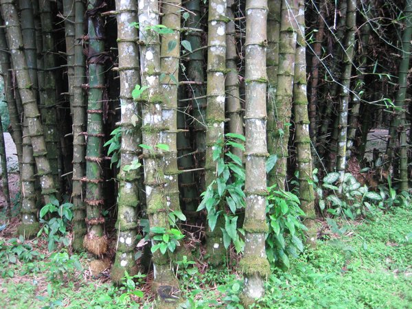 Giant bamboo.  