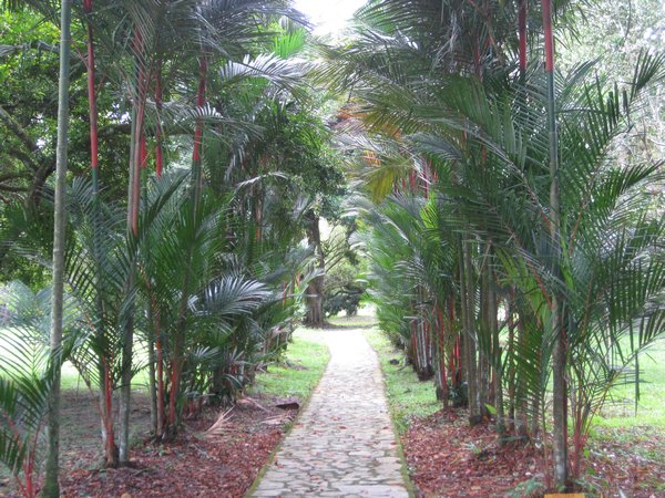  Red palms.