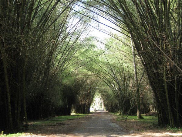 Giant bamboo framing Lancetilla’s main street.