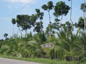 Finca is Spanish for farm.  We assume that these are palm oil trees.  Fields go on for acres.  There are countless uses for palm oil.