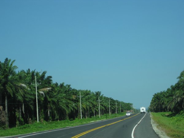 Palm oil palm trees.  We had read that these trees are not native to Central America.  They were imported from Africa.  