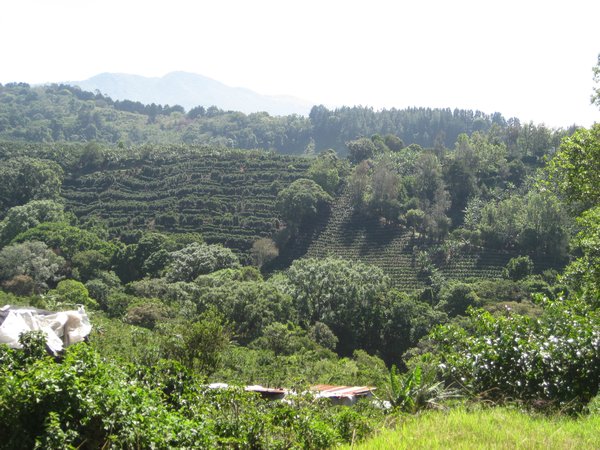 There are coffee plantations covering the hills.