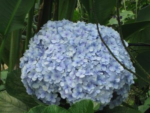 These hydrangeas were over a foot in diameter. 