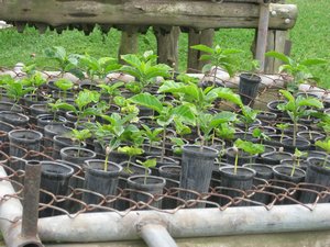 Infant coffee plants.  Seedlings take twelve weeks to sprout.