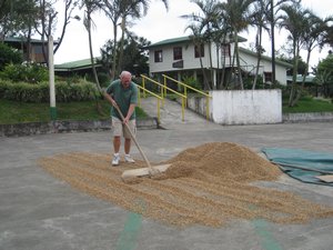 After a few turns in the dryer beans are spread out in the sun and raked and turned every forty-five minutes for about a week.