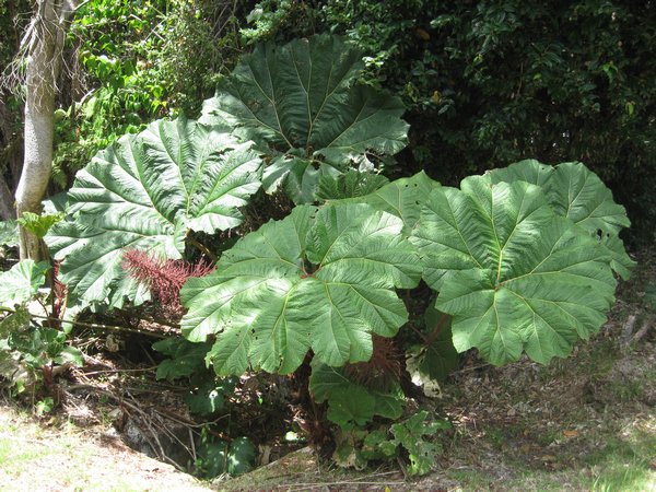 Check out the size of the plant leaves growing near the volcano.
