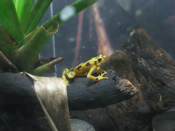 Little golden frog.  These guys are only about two inches long.