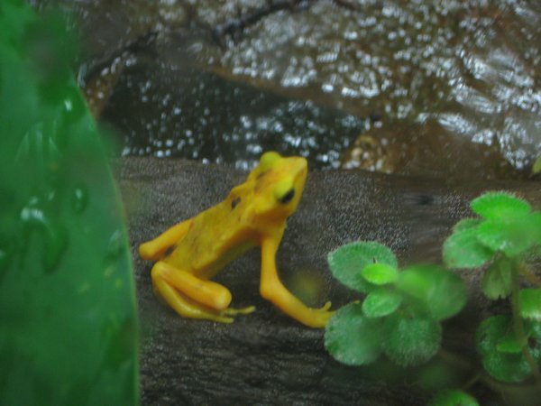 Another little golden frog.  These guys are becoming extinct.  What would our world be like without these cute little guys!
