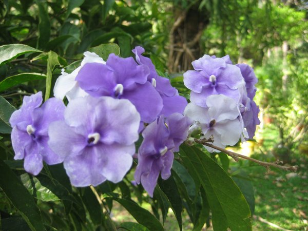 We’ve seen these flowers on shrubs in the Panamanian mountains.  The purple, lavender and white flowers all appear together in a cluster.