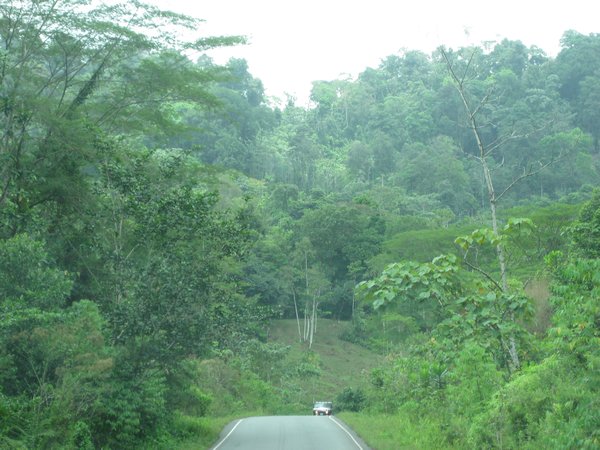 Here we see a rain forest.   I think rain forests are just rainy jungles at lower elevations.  There are several in Hawaii.
