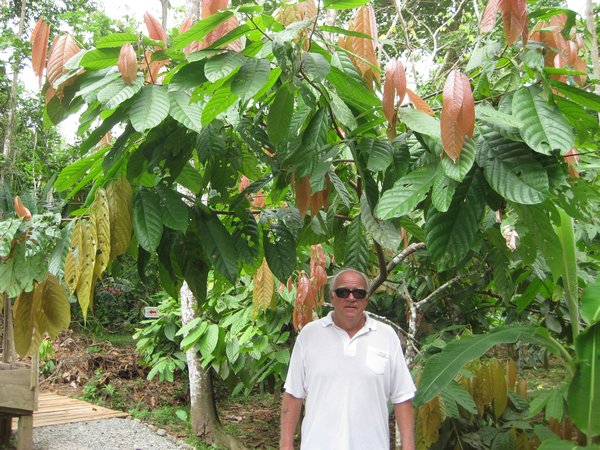 Ray standing in front of a cacao plant.