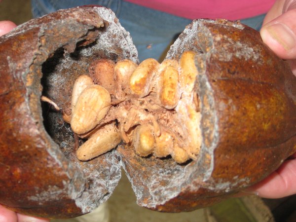 Cocoa beans grow inside a gourd like a squash.  The stuff around them doesn’t taste like chocolate but it is quite tasty.