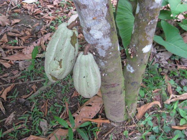 Unripe cacao beans.  I find it curious how close they grow to the tree trunk.