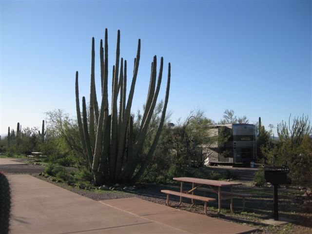 Magnificent saguaro