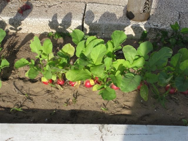 Valerie’s radish crop.   She also plants flowers, squash and her last years pineapple top is thriving.
