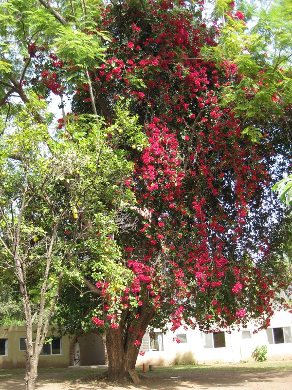 Magnificent bouganvillea climbed another tree. 