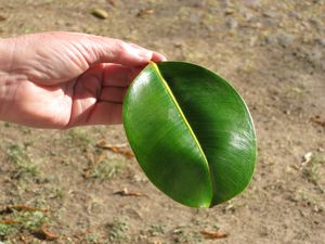 Rubber tree leaf?