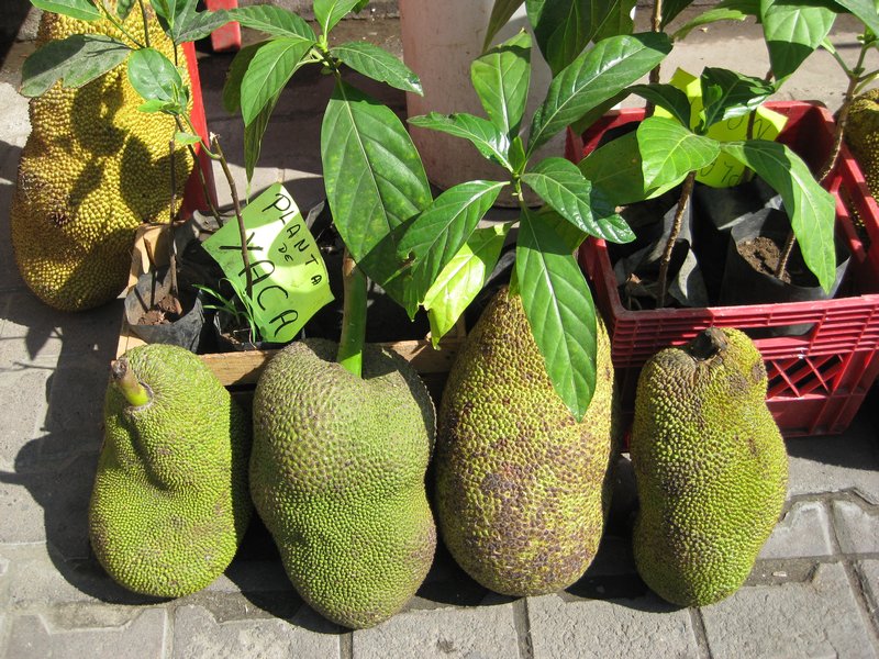 We think this is Jack fruit.  Anybody know for sure?