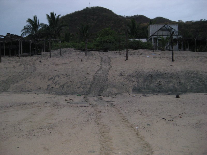 The next pictures are of turtle tracks.  Lumbering up the beach to dig a nest, lay and bury their eggs takes four to seven hours. 